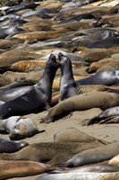 Northern Elephant Seals Fighting, California Fine Art Print