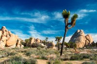 Joshua Trees With Granite Rocks Fine Art Print