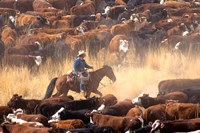 Cowboy Cattle Drive Fine Art Print