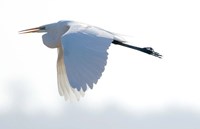 Great Flying Egret Fine Art Print