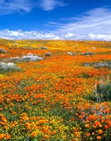 California Poppy Reserve Near Lancaster, California Fine Art Print