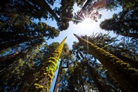 Upward View Of Trees In The Redwood National Park, California Fine Art Print