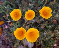 Yellow Desert Flowers Fine Art Print