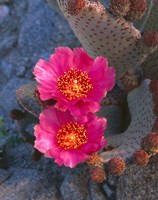 Cactus Flowers In Spring Fine Art Print