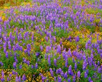 Carrizo Plain National Monument Lupine And Poppies Fine Art Print