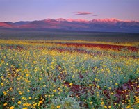 Desert Sunflower Landscape, Death Valley NP, California Fine Art Print