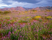 Cottonwood Mountain Landscape, Joshua Tree NP, California Fine Art Print