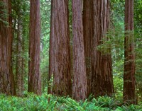 Redwoods Tower Above Ferns At The Stout Grove, California Fine Art Print