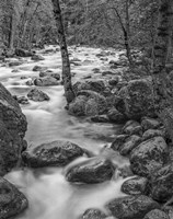 Yosemite Happy Isles, California (BW) Fine Art Print