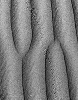 Animal Tracks In The Valley Dunes, California (BW) Fine Art Print