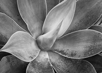 California, Del Mar Succulents (BW) Fine Art Print