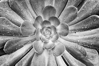 California, Del Mar Succulents After Rain (BW) Fine Art Print