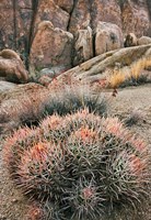 California, Alabama Hills, Cactus Fine Art Print