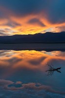 Lone Branch At Cotton Ball Basin Fine Art Print