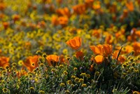 Golden California Poppy Field Fine Art Print