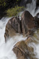 Lone Tree With Waterfall At Cascade Creek Falls Fine Art Print