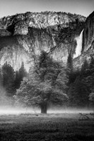 Misty Californian Oak (BW) Fine Art Print