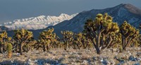 Panoramic View Of Joshua Trees In The Snow Fine Art Print