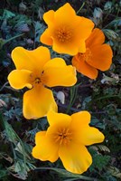 Early Blooming Golden California Poppies Fine Art Print