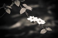 Mountain Dogwood Above The Merced River (BW) Fine Art Print