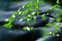 Mountain Dogwood Above The Merced River Fine Art Print