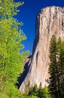 Morning Light On El Capitan Fine Art Print