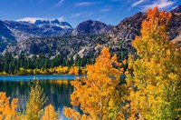 Golden Fall Landscape At June Lake Fine Art Print