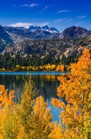 Golden Fall Aspens At June Lake Fine Art Print