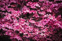 Pink Dogwood, California Fine Art Print
