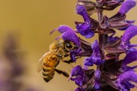Honey Bee On Salvia Blossoms Fine Art Print
