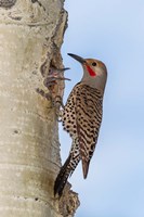 Red-Shafted Flicker Outside Of Its Tree Hole Nest Fine Art Print