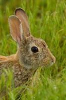 Side Portrait Of A Cottontail Rabbit Fine Art Print