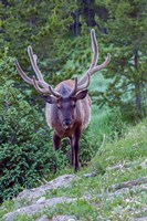 Bull Elk In The Rocky Mountain National Park Forest Fine Art Print