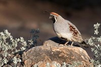 Gambel's Quail On A Rock Fine Art Print