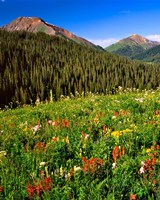 Wildflowers In Meadow Of The Maroon Bells-Snowmass Wilderness Fine Art Print