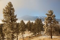 Frost On Ponderosa Pine Trees Of The Pike National Forest Fine Art Print