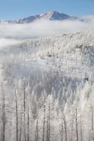 Hoarfrost Coats The Trees Of Pike National Forest Fine Art Print