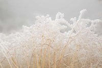 Dried Winter Grasses Covered In Hoarfrost Fine Art Print