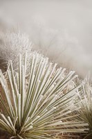Soapweed Yucca Covered In Hoarfrost Fine Art Print