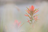 Indian Paintbrush Flower In Fog Fine Art Print