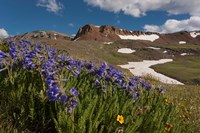 Wildflowers On Cinnamon Pass Fine Art Print