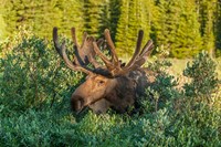 Bull Moose With Velvet Antlers Fine Art Print