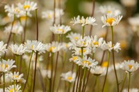 Oxeye Daisies, Colorado Fine Art Print