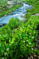 Stream Cascade With Spring Marigolds, Colorado Fine Art Print