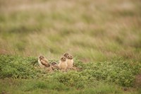 Burrowing Owl Babies At Sunrise Fine Art Print