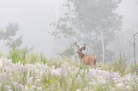 Male Mule Deer In A Foggy Meadow Fine Art Print