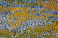 Uncompahgre National Forest In Autumn Fine Art Print