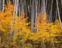 Autumn Aspen Grove In The Grand Mesa National Forest Fine Art Print