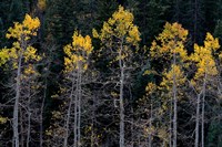 Autumn Yellow Aspen In The Uncompahgre National Forest Fine Art Print