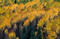 Golden Aspen Of The Uncompahgre National Forest Fine Art Print